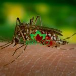 dezinsekcija komaraca - suzbijanje komaraca sa zemlje