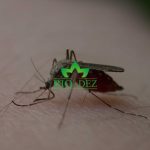 Zaprašivanje komaraca sa zemlje